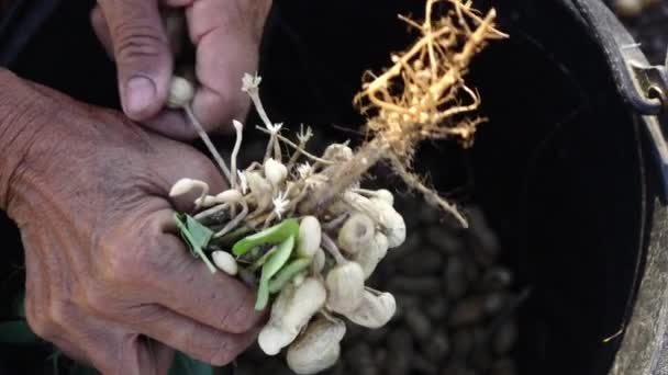Αγρότης Χέρι Συγκομιδή Φυστικιού Στο Πεδίο — Αρχείο Βίντεο