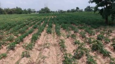 Manyok alanının havadan görünümü