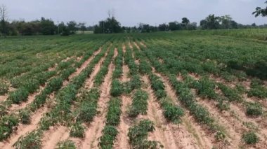 Manyok alanının havadan görünümü