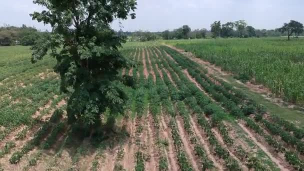 Vista Aérea Del Campo Yuca — Vídeos de Stock