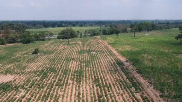 Vista Aérea Campo Mandioca — Vídeo de Stock