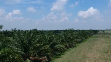 Pirinç alan palmiye ağacı havadan görünümü