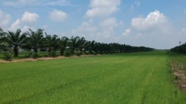 pirinç alan havadan görünümü