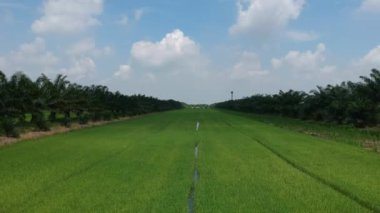 pirinç alan havadan görünümü