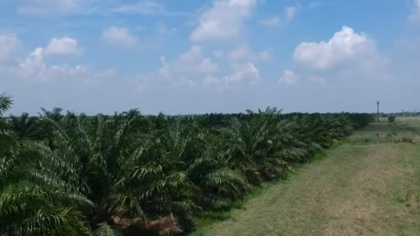 Flygfoto Över Palm Risfältet — Stockvideo