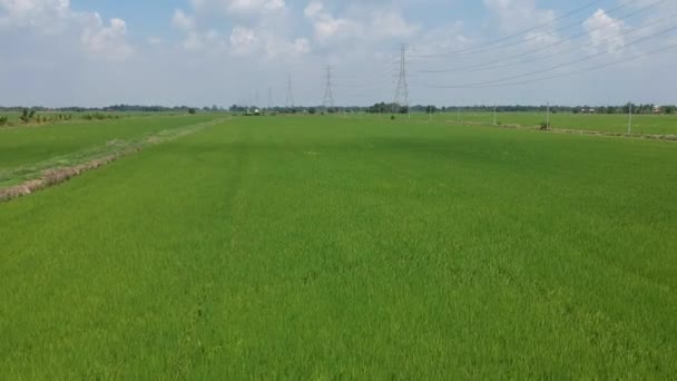 Vista Aérea Del Campo Arroz — Vídeo de stock