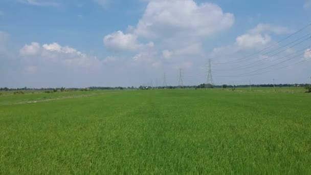 Vista Aérea Campo Arroz — Vídeo de Stock