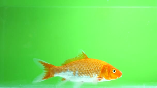 Carp Swimming Green Screen — Stock Video