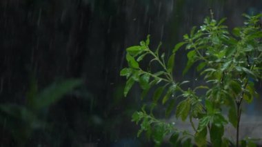Ağaçtan yavaş çekimde yağmur yağıyor
