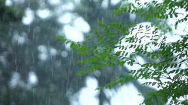 Ağaçtan yavaş çekimde yağmur yağıyor
