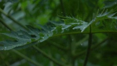 Ağaçtan yavaş çekimde yağmur yağıyor