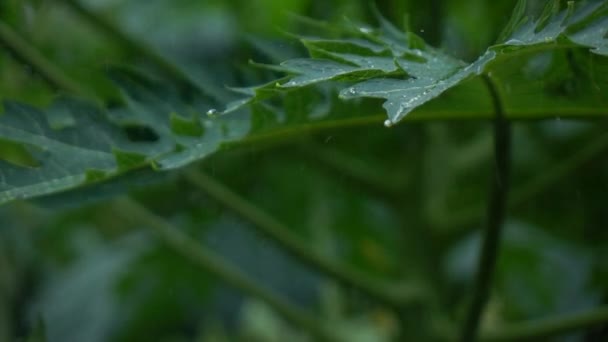 Regen Valt Uit Boom Slow Motion — Stockvideo