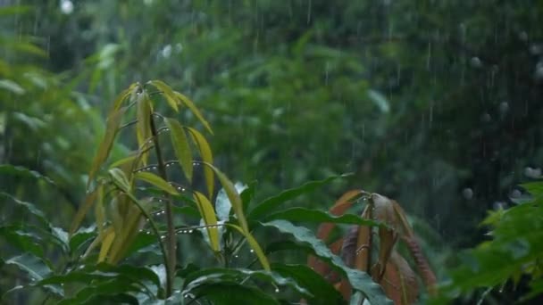 Regen Valt Uit Boom Slow Motion — Stockvideo