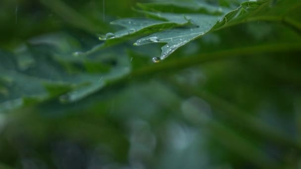 Chuva Caindo Árvore Câmera Lenta — Vídeo de Stock