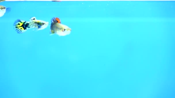 Liten Guppy Fisk Simmar Slow Motion — Stockvideo