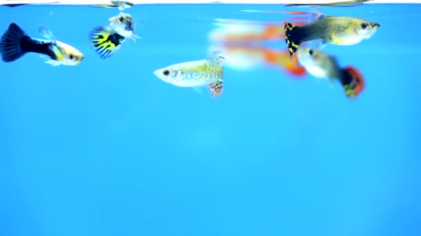 Piccolo Pesce Guppy Nuoto Rallentatore — Video Stock