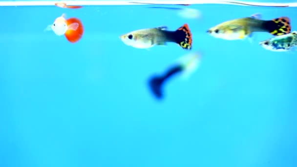 Liten Guppy Fisk Simmar Slow Motion — Stockvideo