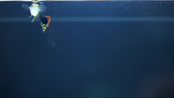小さなグッピー魚の水泳スローモーション — ストック動画