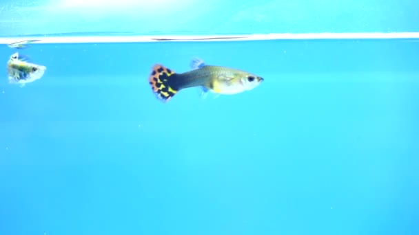 Pequenos Peixes Guppy Nadando Câmera Lenta — Vídeo de Stock