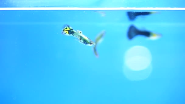 Liten Guppy Fisk Simmar Slow Motion — Stockvideo