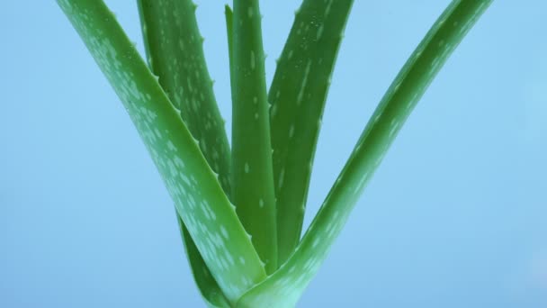 Grüne Tinte Tropfen Auf Aloe Vera Wasser — Stockvideo