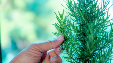 Doğadaki biberiyeyi kapatın.