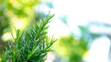 Doğadaki biberiyeyi kapatın.