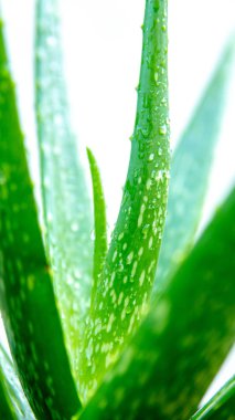 Beyaz arkaplanda taze aloe vera