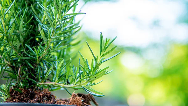 Avvicinare Rosmarino Nella Natura — Foto Stock