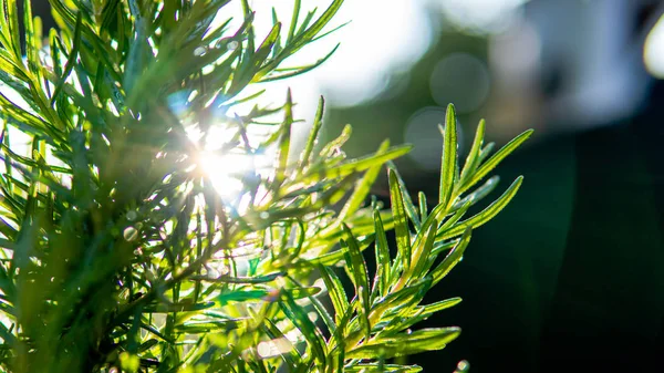 Avvicinare Rosmarino Nella Natura — Foto Stock