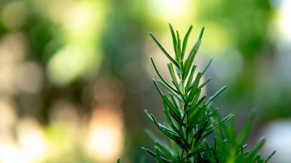 Avvicinare Rosmarino Nella Natura — Foto Stock