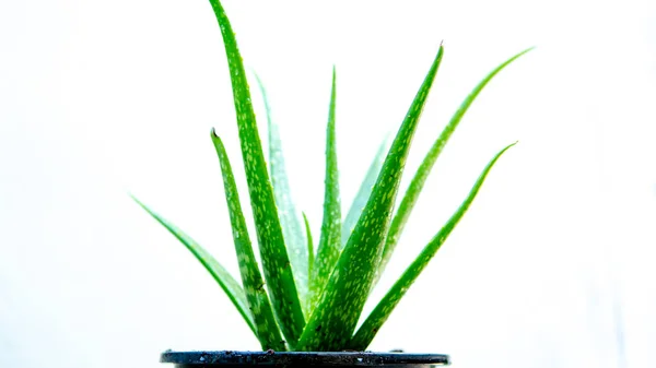 Fresh Aloe Vera White Background — Stock Photo, Image