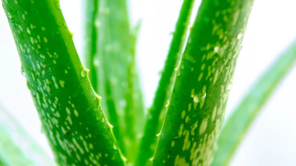 Čerstvé Aloe Vera Bílém Pozadí — Stock fotografie