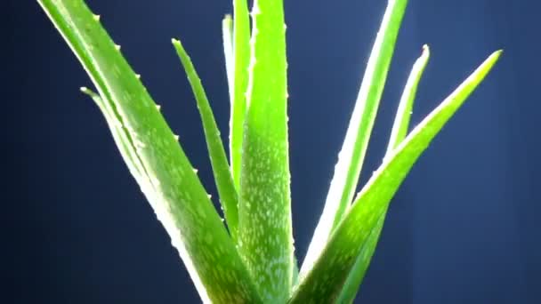 Close Aloe Vera Turning Slow Motion — Stock Video