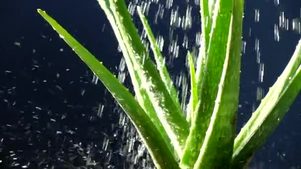 Siyah Arkaplanda Aloe Vera Yavaş Çekim Sulanıyor — Stok video