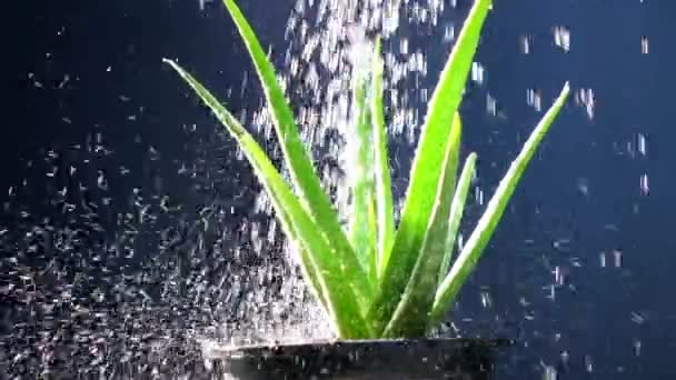 Watering Aloë Vera Slow Motion Zwarte Achtergrond — Stockvideo