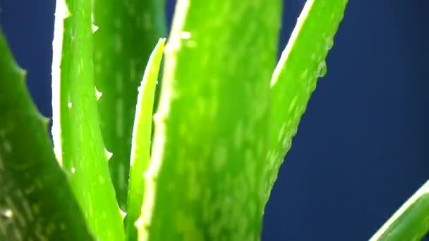 Close Aloe Vera Turning Slow Motion — Stock Video