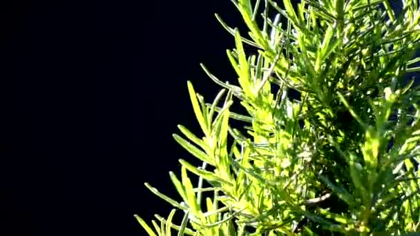 Árbol Romero Girando Cámara Lenta — Vídeos de Stock