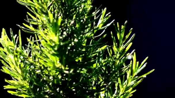 Rosemary Tree Turning Slow Motion — Stock video