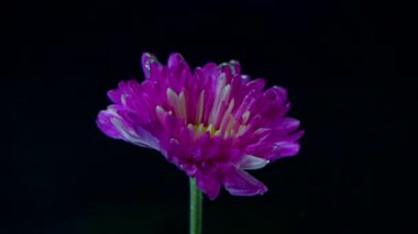 Mor renk yavaş çekimde çiçeğe dökülüyor