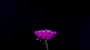 Mor çiçek siyah arkaplanda ağır çekimde dönüyor