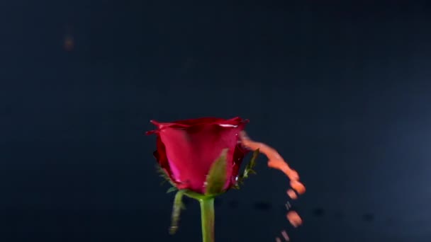 Rose Draaien Slow Motion Zwarte Achtergrond — Stockvideo