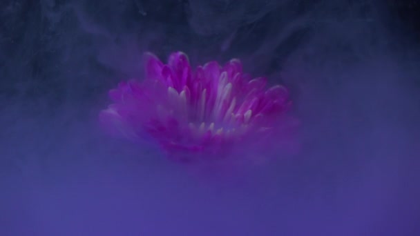 Purple Color Pouring Flower Water Slow Motion — Stock Video