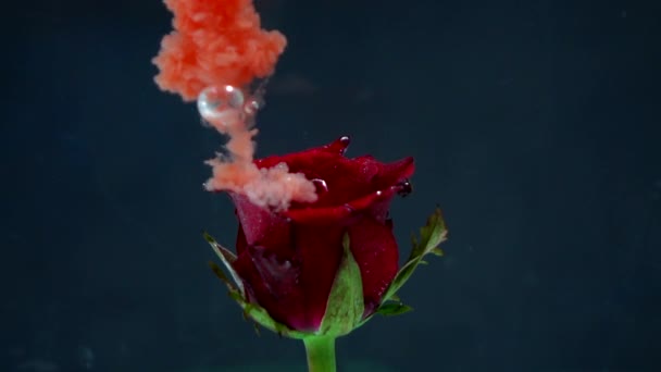 Queda Cor Vermelha Para Rosa Água Câmera Lenta — Vídeo de Stock