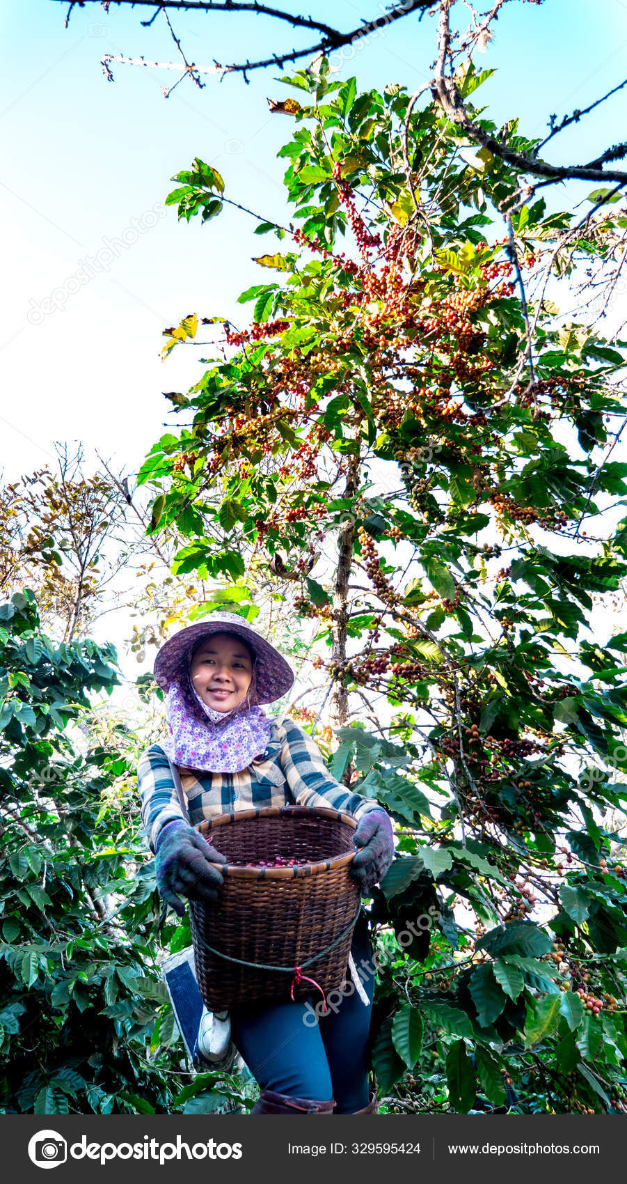 wallpapers Coffee Picking Basket depositphotos