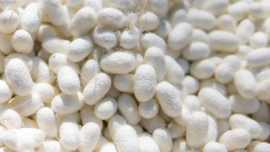 İpek endüstrisinde ipek kozası