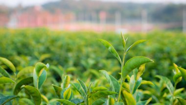 Bitkide yeşil çay yaprağı