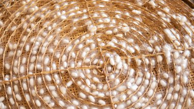 İpek endüstrisinde ipek kozası