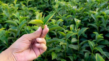 Bitkide yeşil çay yaprağı