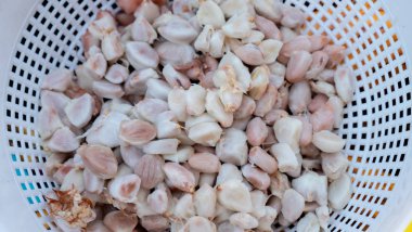 Kakao meyvesi hasat eden çiftçi